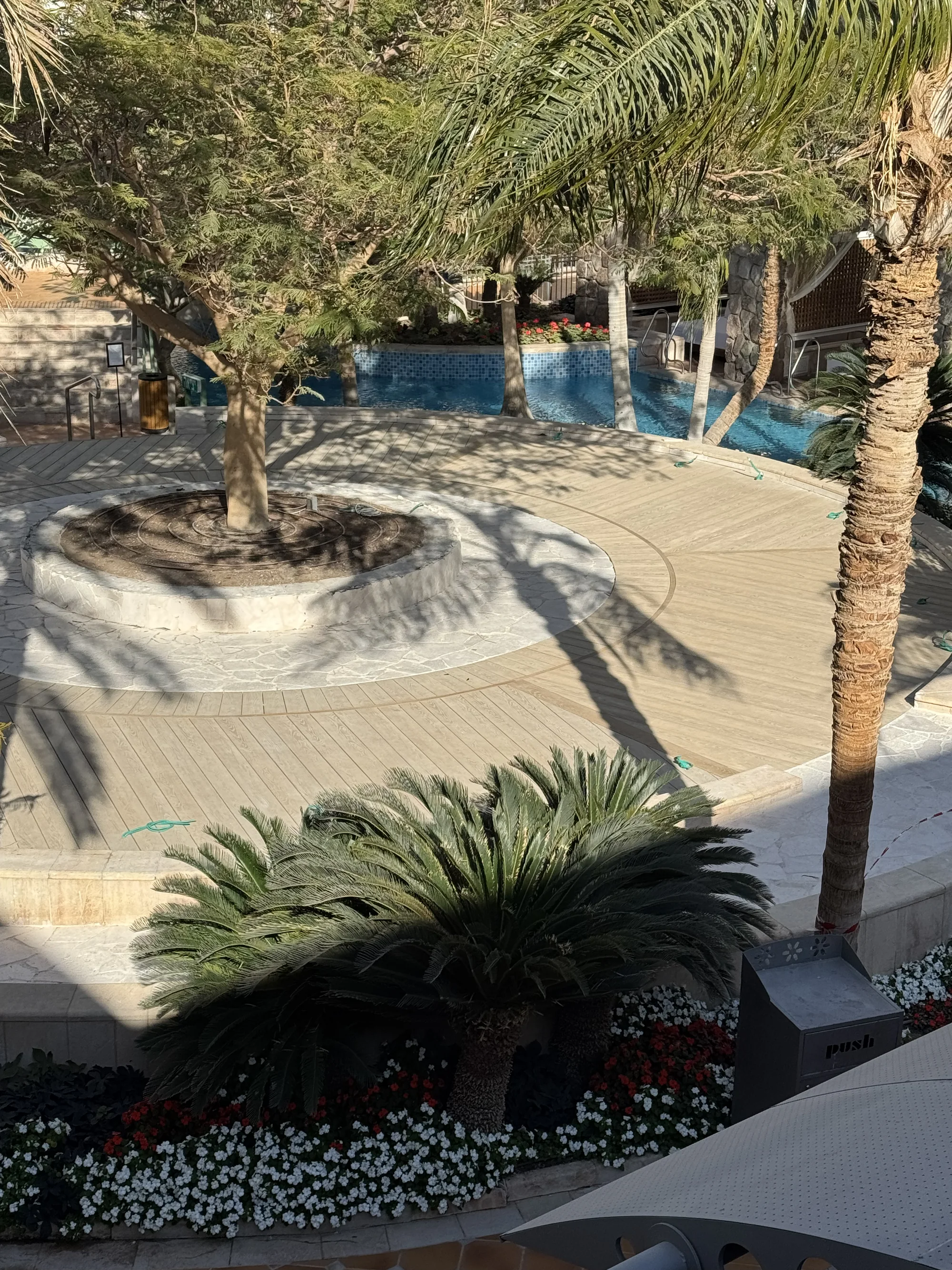 המעגל הפנימי סביב העץ במבט מן הצד
